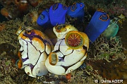 Clavelina coerulea Polycarpa aurata-Wakatobi Pasar wajo Beach-18m-20180602-Denis-ADER-DSC_3204_tn
